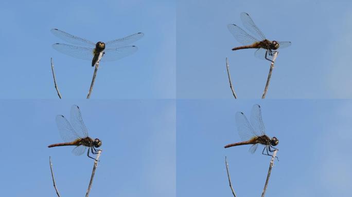蜻蜓-高速摄影（原创）