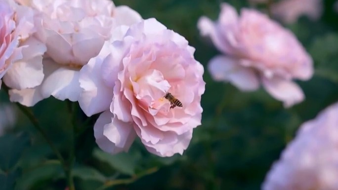 蜜蜂采蜜画面一组