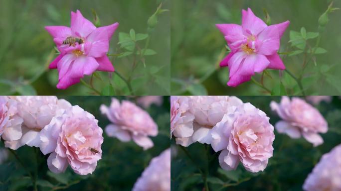 蜜蜂采蜜画面一组