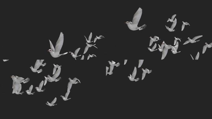 原创4K鸽子飞舞视频素材