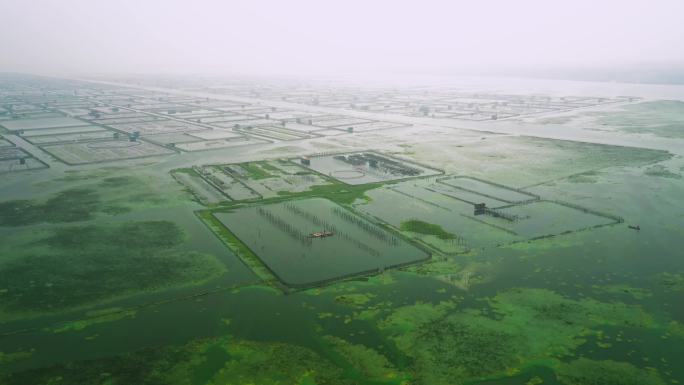 4k阳澄湖大闸蟹养殖基地捕捞蟹场片段2