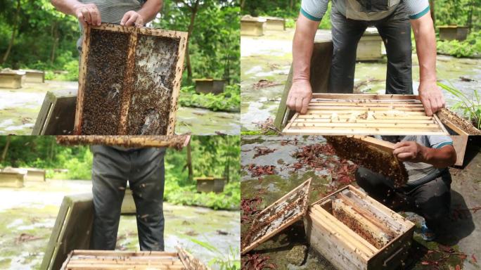 蜂农在蜂箱中采集蜂蜜实拍