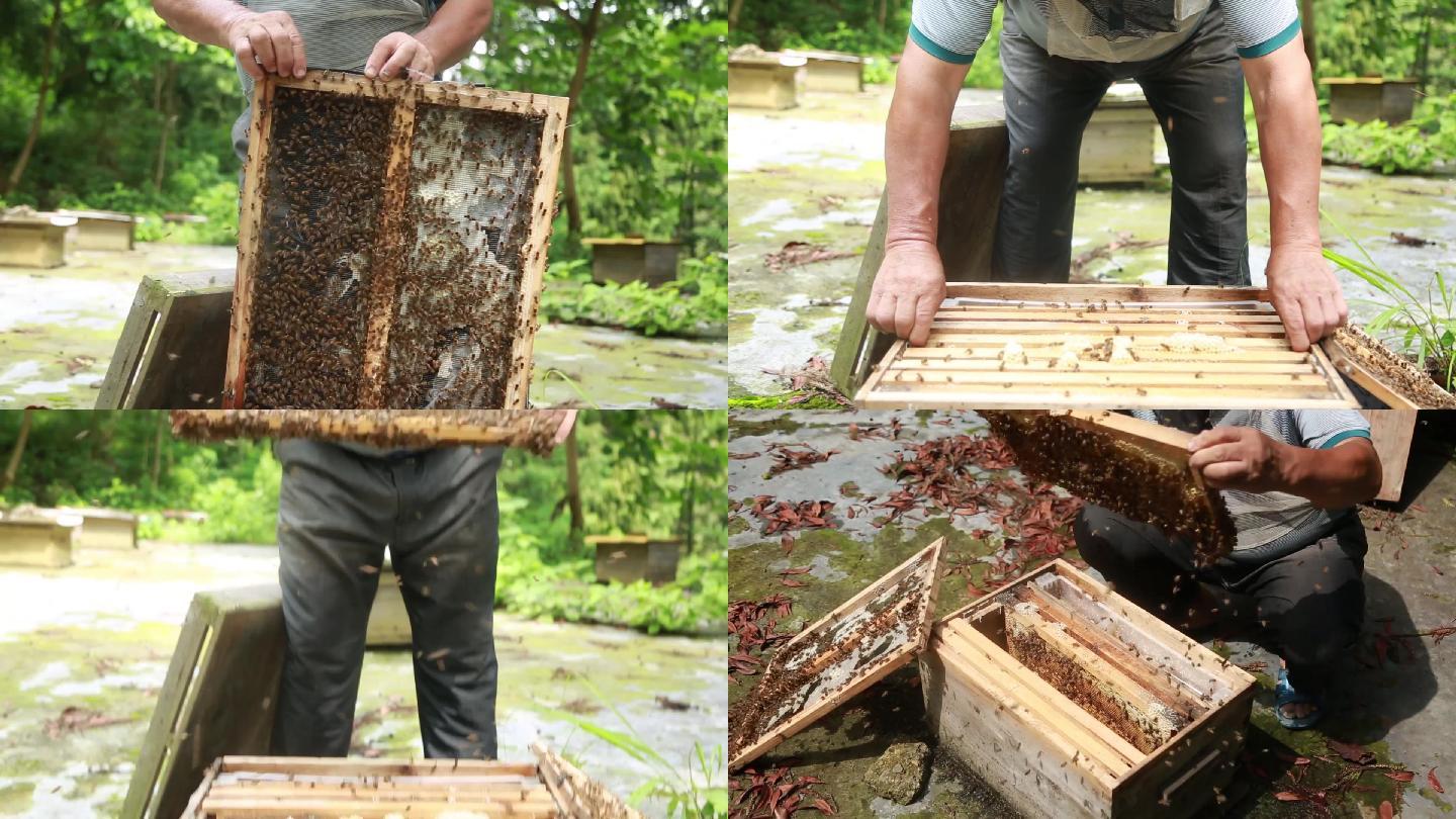 蜂农在蜂箱中采集蜂蜜实拍