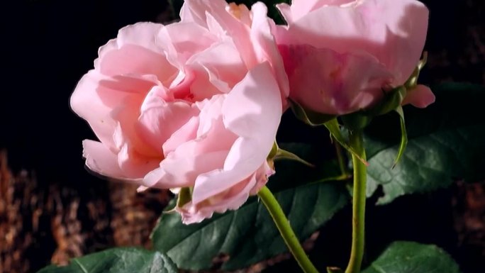 大马士革玫瑰 月季开花延时