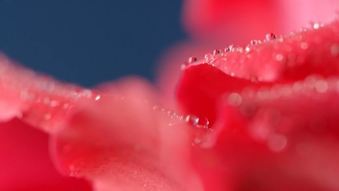 玫瑰花瓣上雨露水珠特写