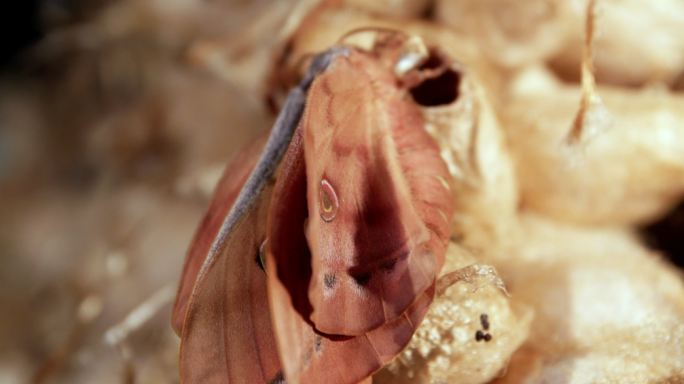 破茧化蝶 柞蚕蚕茧雄蚕蛾出蛾