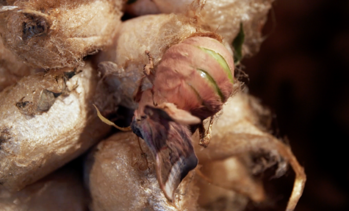 破茧化蝶 柞蚕蚕茧雄蚕蛾出蛾
