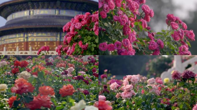 北京月季-天坛花展-月季花展