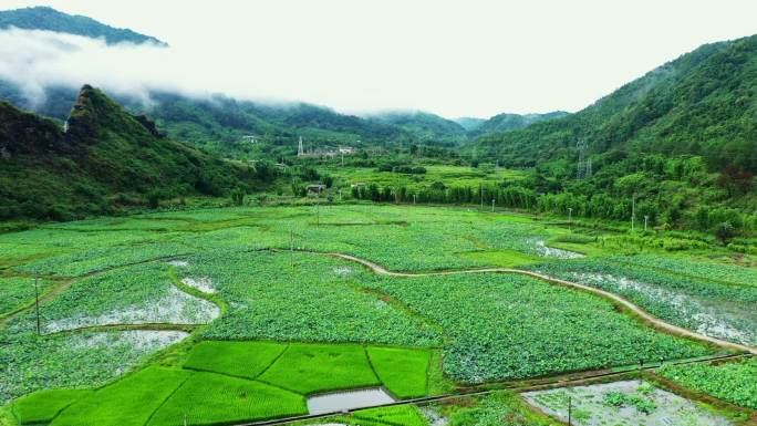 航拍广州从化美丽乡村荷塘雨景