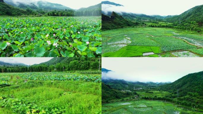 航拍广州从化美丽乡村荷塘雨景