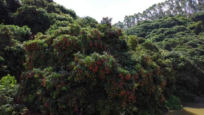 荔枝和荔枝林航拍