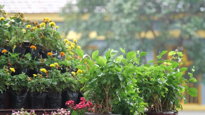 下雨梅雨季节