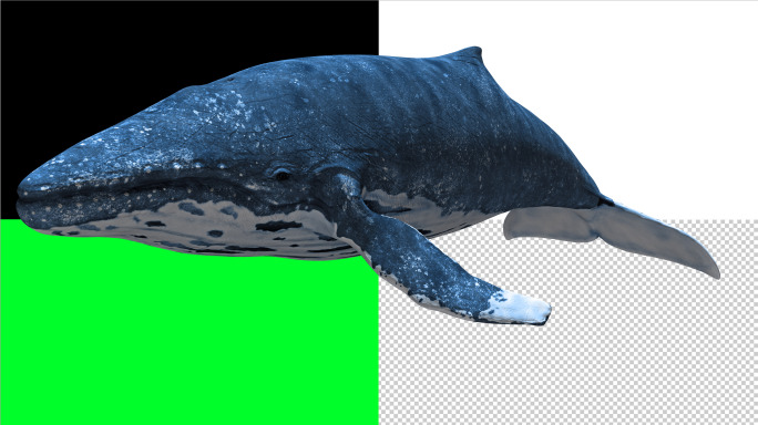 鲸鱼8k循环（01）-绿屏抠像