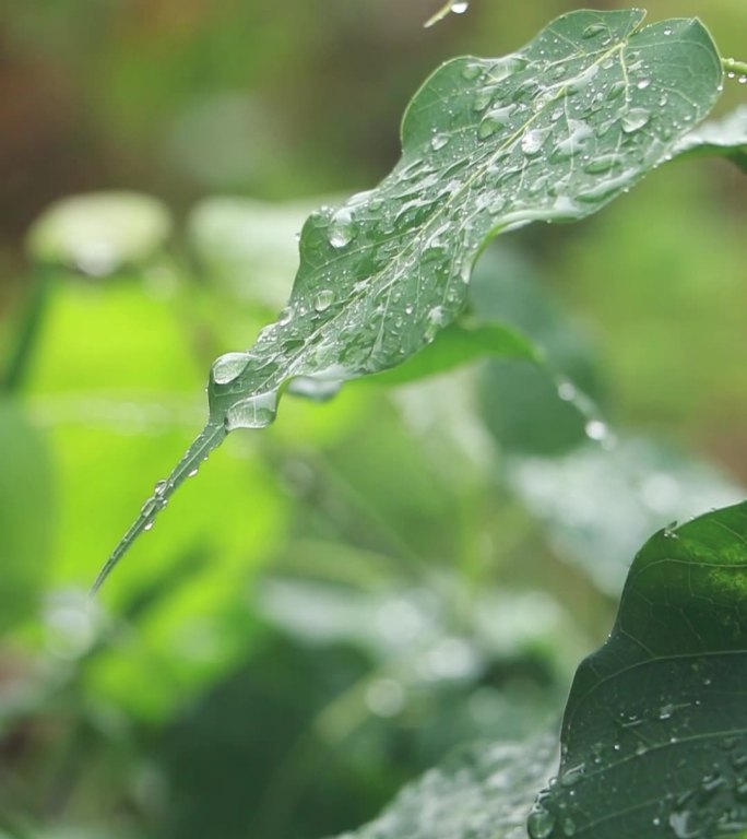 高清雨点打在菩提树叶上的视频