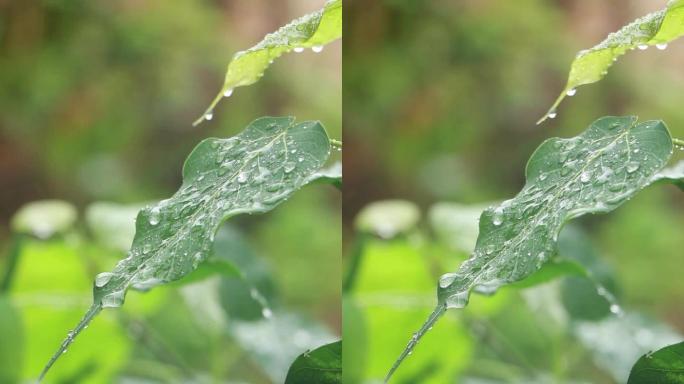 高清雨点打在菩提树叶上的视频