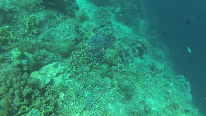 诗巴丹潜水——珊瑚