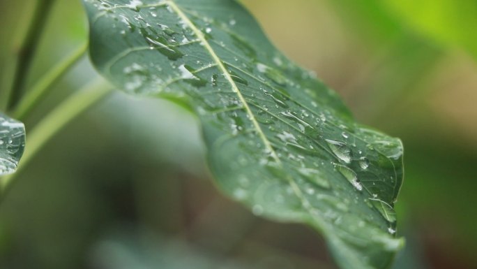 高清雨点打在菩提树叶上视频