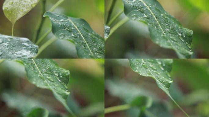 高清雨点打在菩提树叶上视频