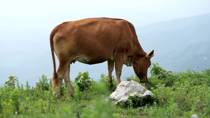 山上牛群牛吃草蓝天下牛群