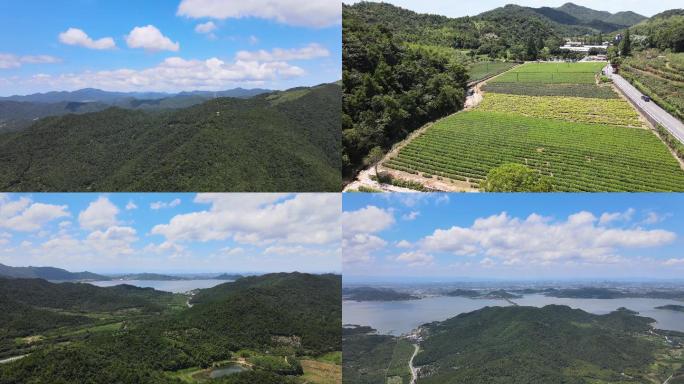 宁波东钱湖青山绿水人间仙境自驾游森林公园