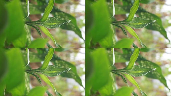 观音竹绿色植物视频