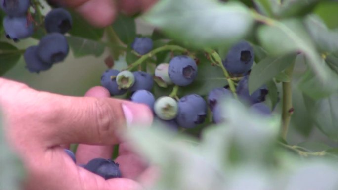 蓝莓生态蓝莓