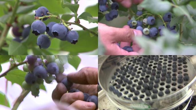 蓝莓生态蓝莓