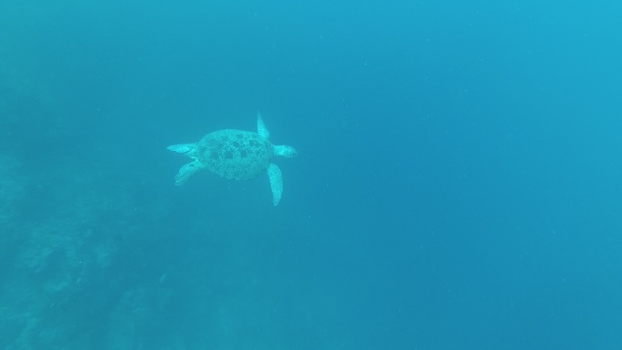 诗巴丹潜水——海龟