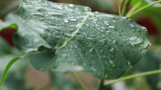 菩提树苗