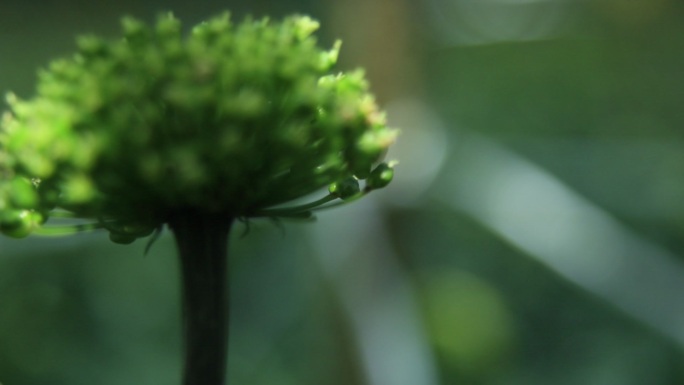 三七花移动拍摄三七花特写