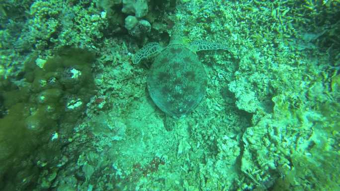 诗巴丹潜水——海龟5