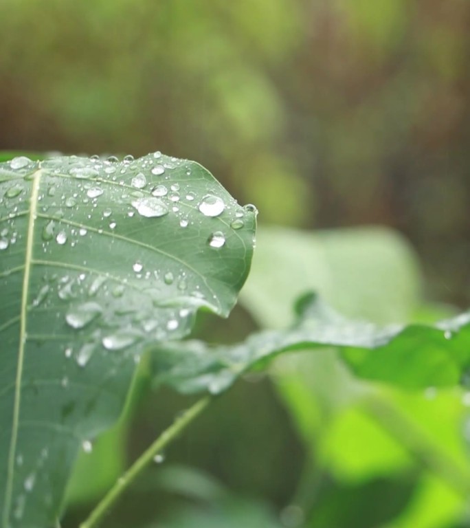 高清雨点打在菩提树叶上视频