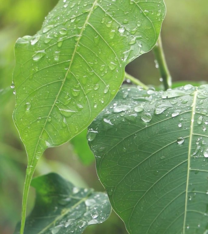 高清雨点打在菩提树叶上的视频