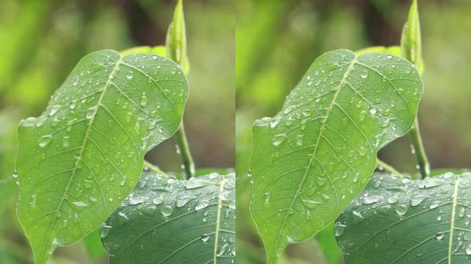 高清雨点打在菩提树叶上的视频