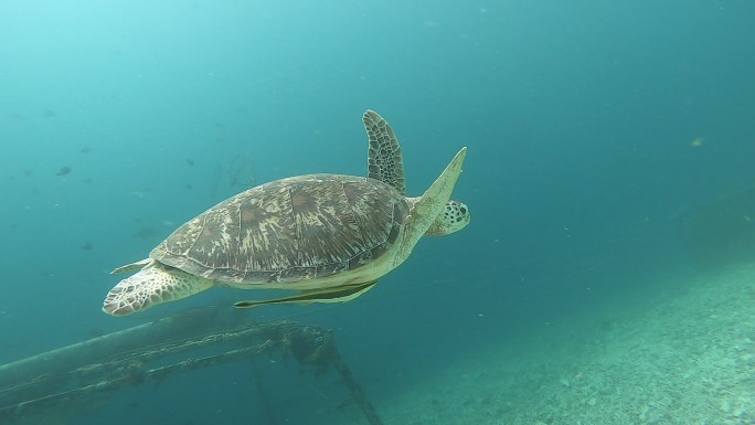 仙本那潜水——海龟