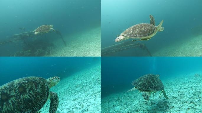 仙本那潜水——海龟