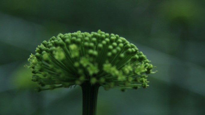 三七花特写唯美三七花