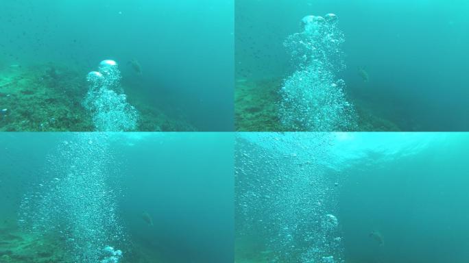诗巴丹潜水——海龟3