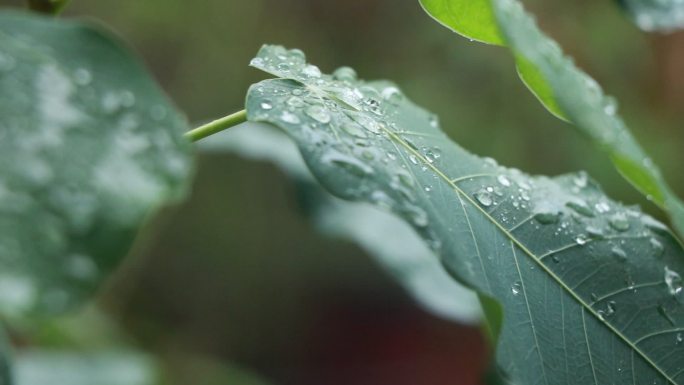 高清雨点打在菩提树叶上视频