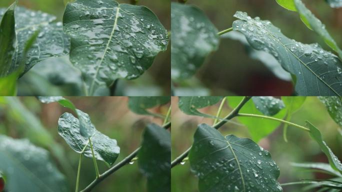 高清雨点打在菩提树叶上视频