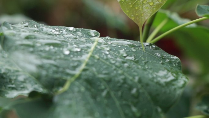 高清雨点打在菩提树叶上视频