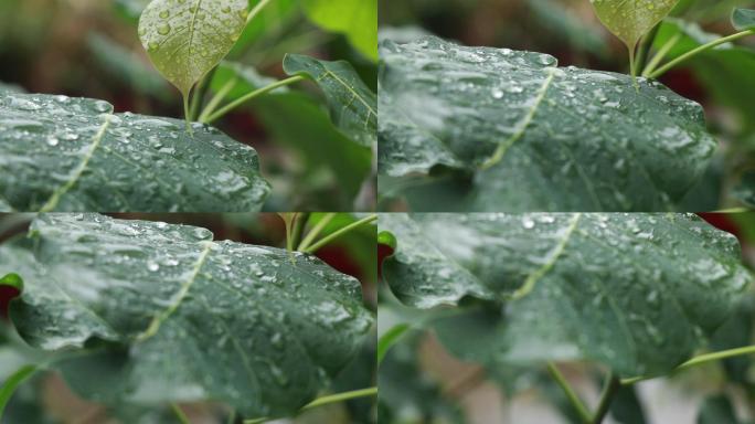 高清雨点打在菩提树叶上视频