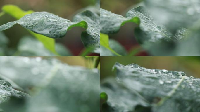 高清雨点打在菩提树叶上视频