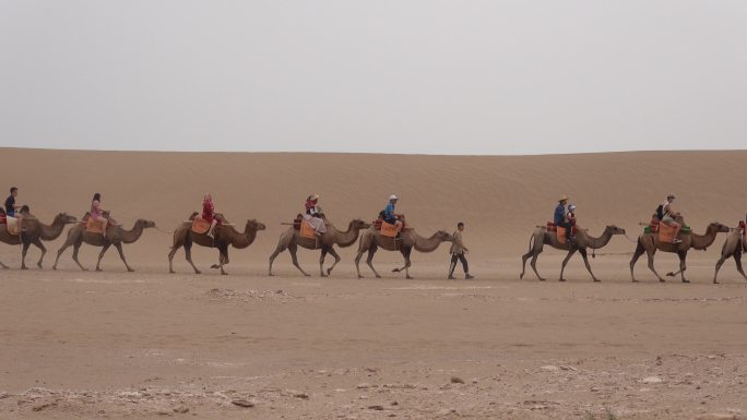 甘肃敦煌沙漠中的骆驼