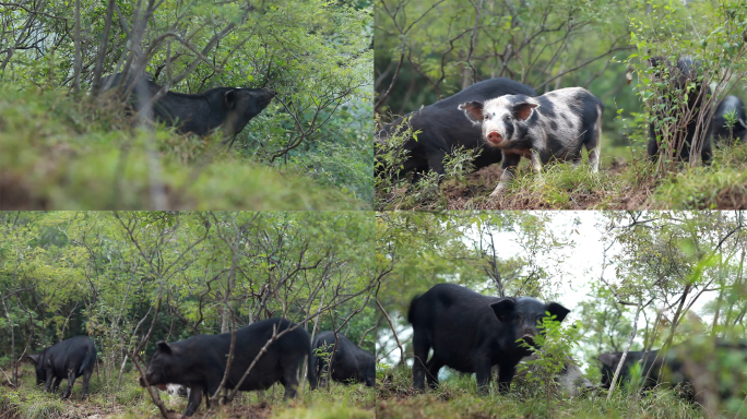 藏香猪--黑猪