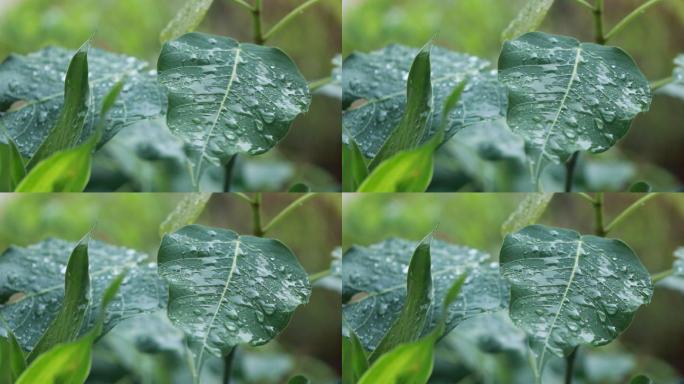 下雨中的菩提树