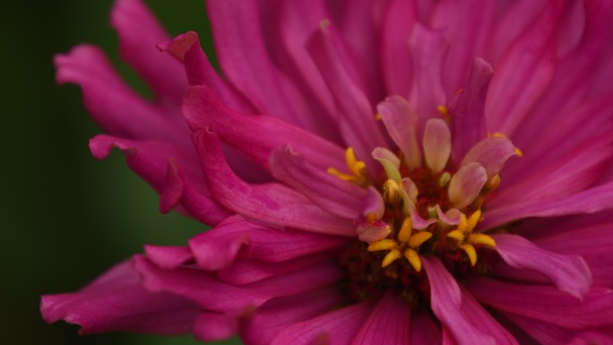 4K花心花蕊玫红特写