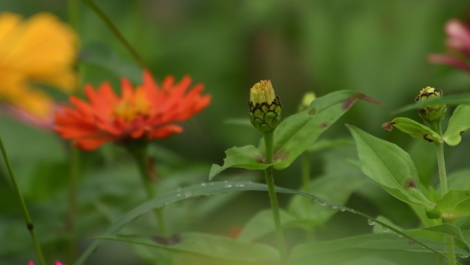 4K花丛狗尾草缤纷夏天