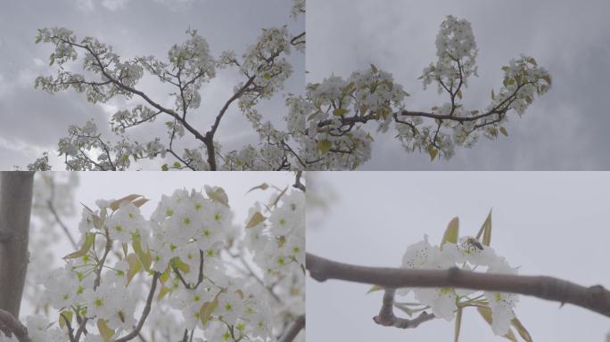 4k梨树梨花蜜蜂采梨花蜜