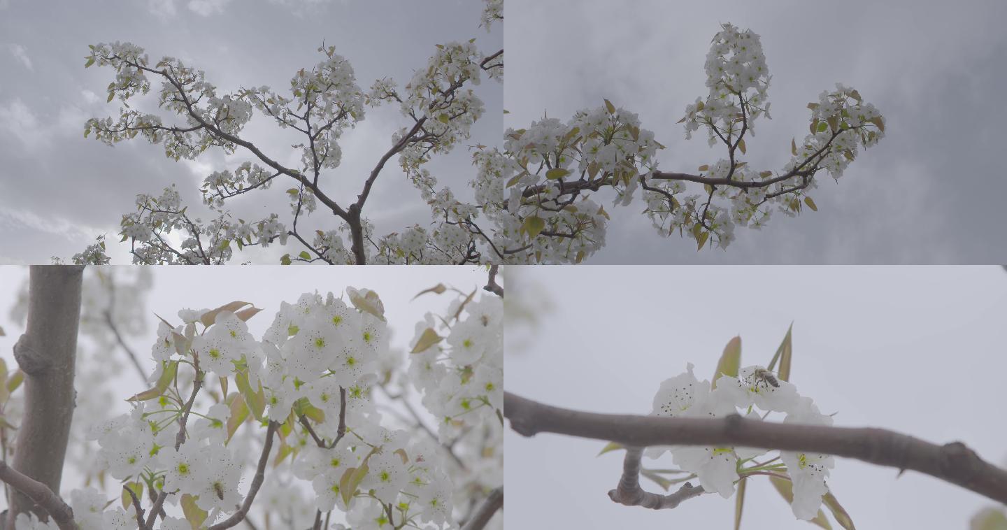 4k梨树梨花蜜蜂采梨花蜜